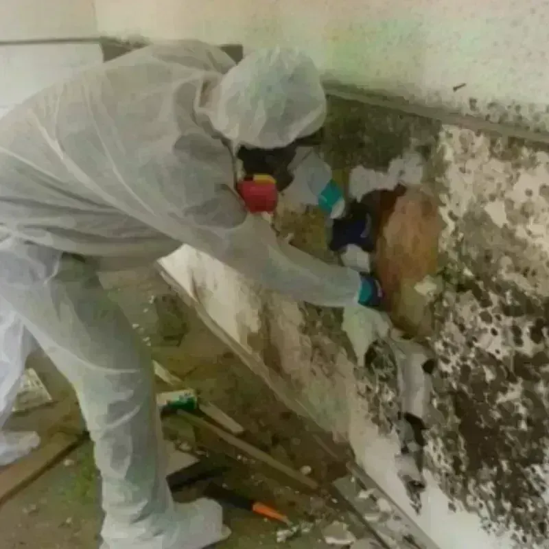 Mold Remediation and Removal in Davidsville, PA